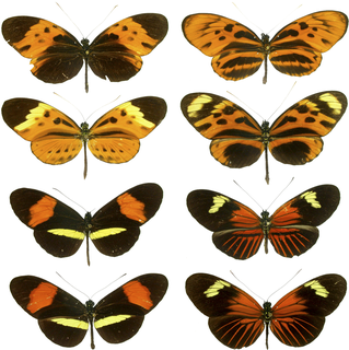 Müllerian mimicry