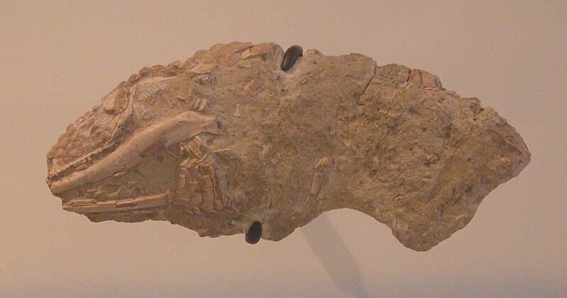 File:Helodermoides tuberculatus AMNH 11311.jpg