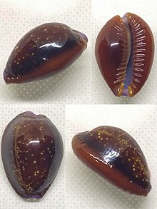 Cowrie - Wikipedia