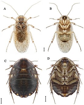 Hemelytroblatta livida. Верхний ряд: самец, вид сверху и снизу. Нижний ряд: самка, вид сверху и снизу. Длина отрезка 2 мм.