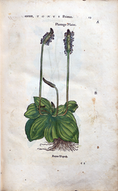 Herbarum vivae eicones-1-01-023.png
