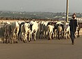 Herdsmen moving with cow.jpg