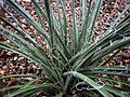 Hesperaloe parviflora (Red yucca)