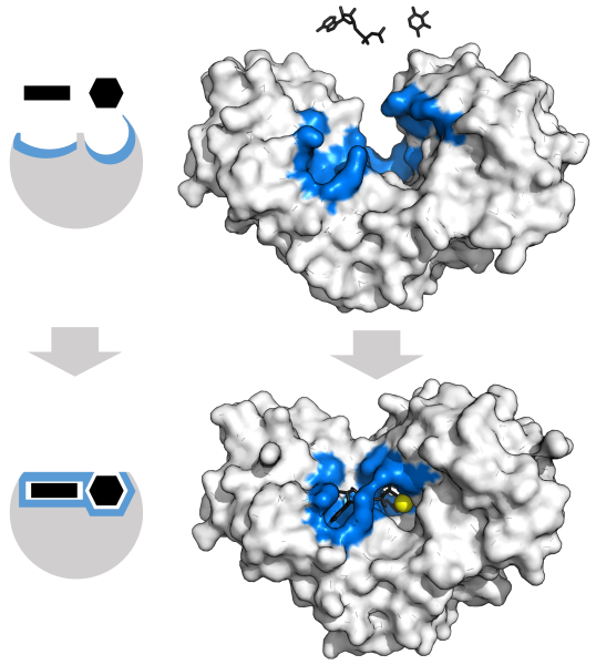 File:Hexokinase induced fit 2.svg