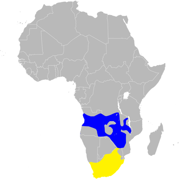 File:Hirundo albigularis distribution map, sans legend.png