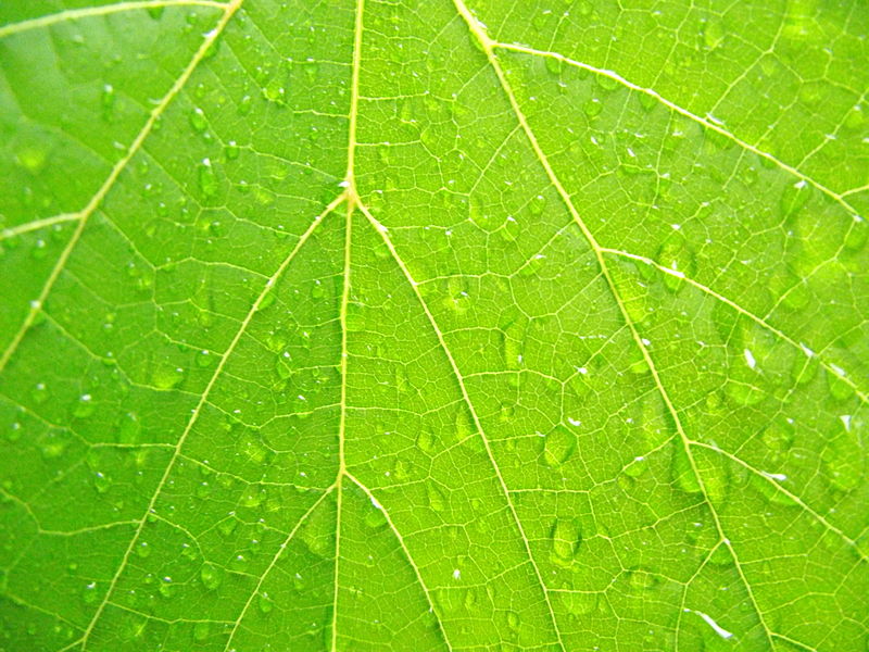 File:Hoja papaya.JPG