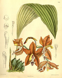 Houlletia tigrina (като Houlletia landsbergii) - Къртис 120 (Ser. 3 № 50) pl. 7362 (1894) .jpg