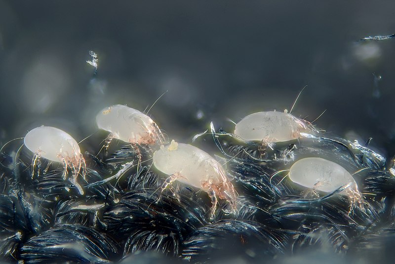 File:House dust mites (5247996458).jpg