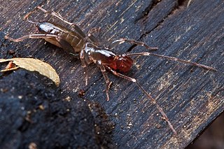 <span class="mw-page-title-main">Schizomida</span> Order of short-tailed whip-scorpions