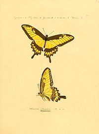Male.Illustration in Jacob Hubner, [1821] Sammlung exotischer Schmetterlinge(plate 100) Hubner1821SammlExotSchmett2Plate100.jpg