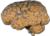 Cerebro humano NIH.png