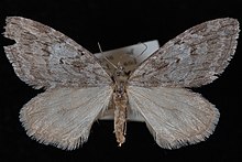 Hydriomena manzanita.jpg