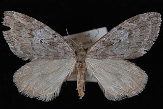 <i>Hydriomena manzanita</i> Species of moth