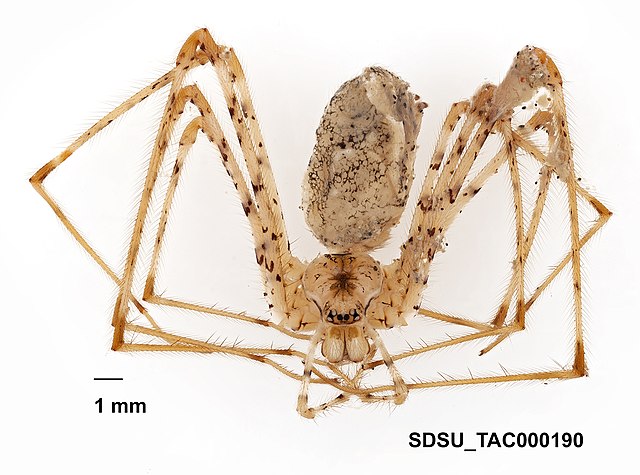 Description de l'image Hypochilus kastoni Platnick, 1987 (SDSU TAC000190).jpg.