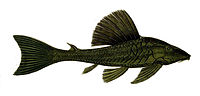 Miniatura per Hypostomus commersoni