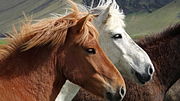 Miniatuur voor Bestand:IJslander paarden in Suðurland (IJsland) 03.JPG