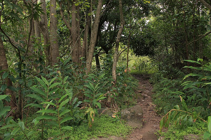File:Iao Valley forest trail.JPG
