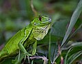 Iguana iguana - Flickr - Alejandro Bayer (2).jpg