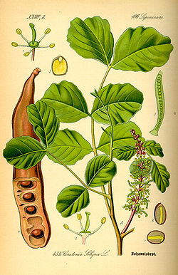 Illustration Ceratonia siliqua0.jpg
