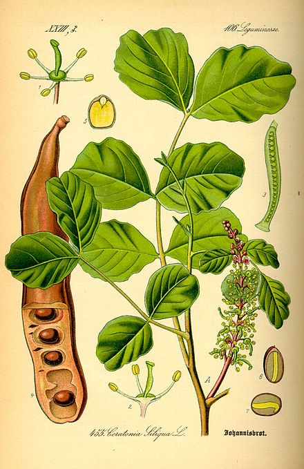 Illustration of Ceratonia siliqua