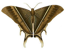 Ilustracije egzotične entomologije Nyctalemon Patroclus.jpg