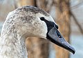 Image 59Immature mute swan in Prospect Park
