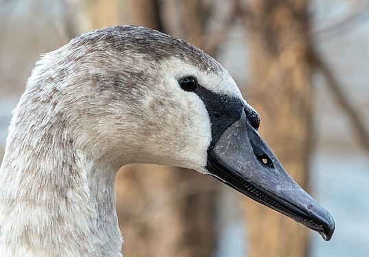 Immature mute swan close-up in Prospect Park