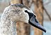 Immature mute swan head in Prospect Park (32268).jpg