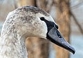 Image 57Immature mute swan in Prospect Park