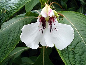 Impatiens