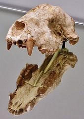 Cranio di Indarctos atticus. Indarctos è un genere del Miocene presente in tutto l'emisfero boreale[31].