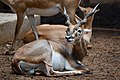 Indian Gazelle (Male).jpg