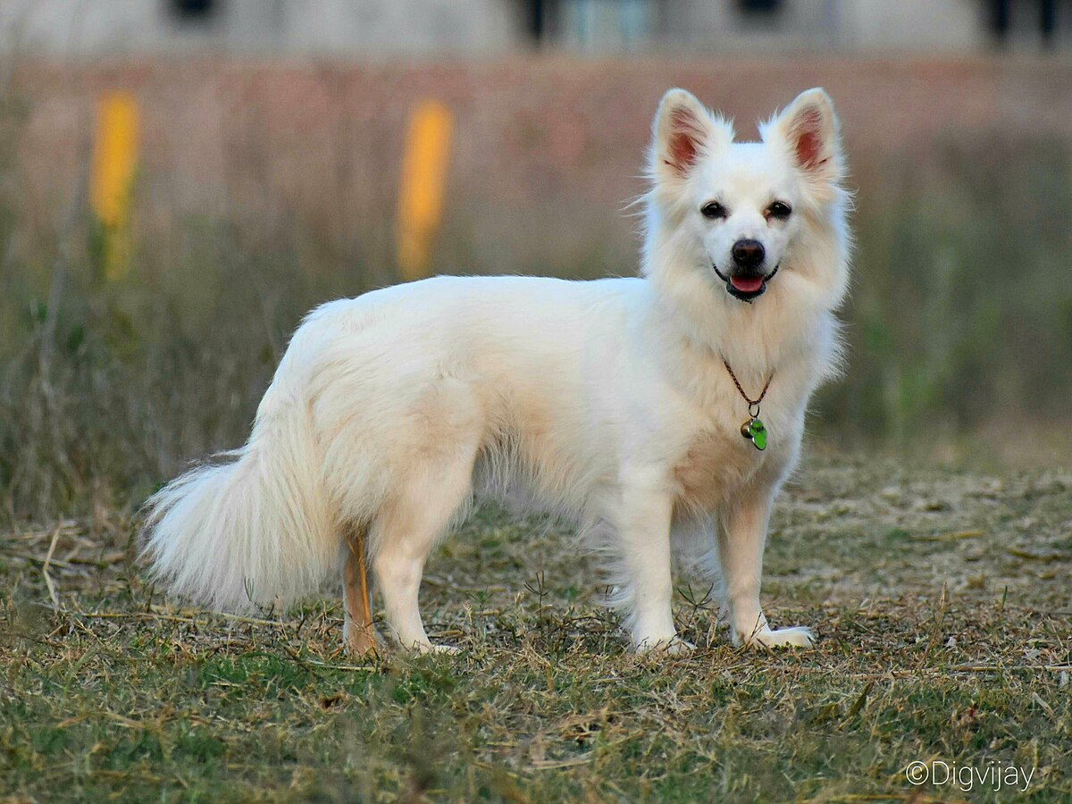 Indian Spitz Wikipedia