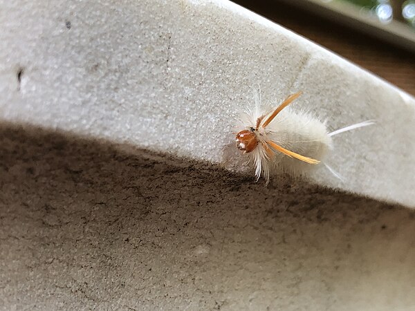 Insect climbing sideways