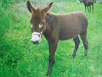 Istrian donkey