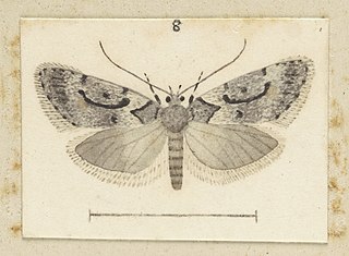 <i>Izatha manubriata</i> Species of moth