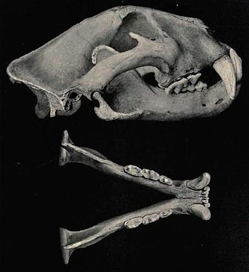 File:Jaguarskull.jpg