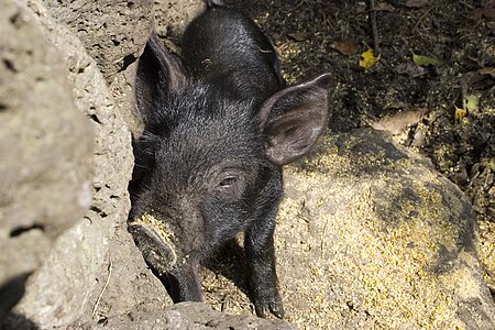 Tập_tin:Jeju_Black_Pig.jpg