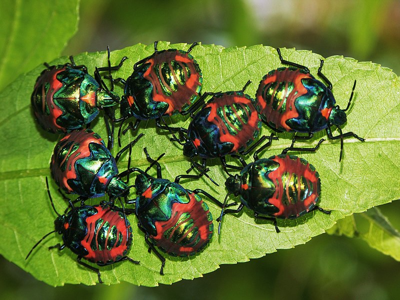 File:Jewel Bug nymphs - panoramio.jpg