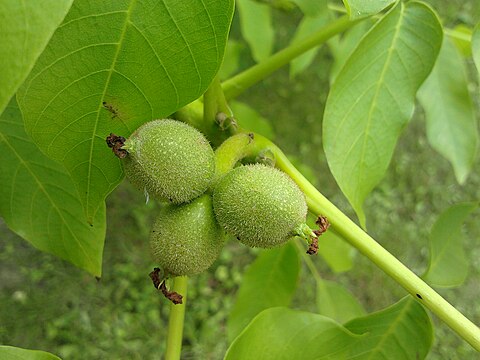 Young fruits with hairs