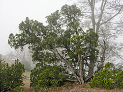 Juniperus californica Mount Diablo.jpg