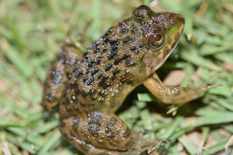 File:Juvenile Chinese Bullfrog (Hoplobatrachus rugulosus) 虎紋蛙(田雞).jpg