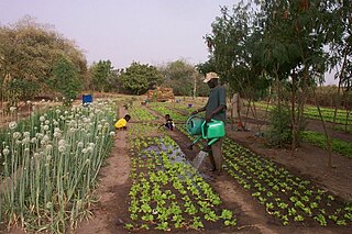 <span class="mw-page-title-main">Kaffrine Department</span> Department in Kaffrine Region, Senegal