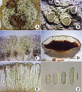<i>Kalbionora</i> Genus of fungi