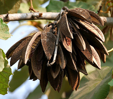 375px-Kanak_Champa_%28Pterospermum_acerifolium%29_in_Hyderabad_W_IMG_7125.jpg