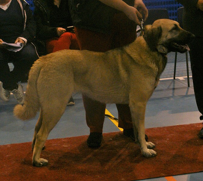 File:Kangal4.jpg