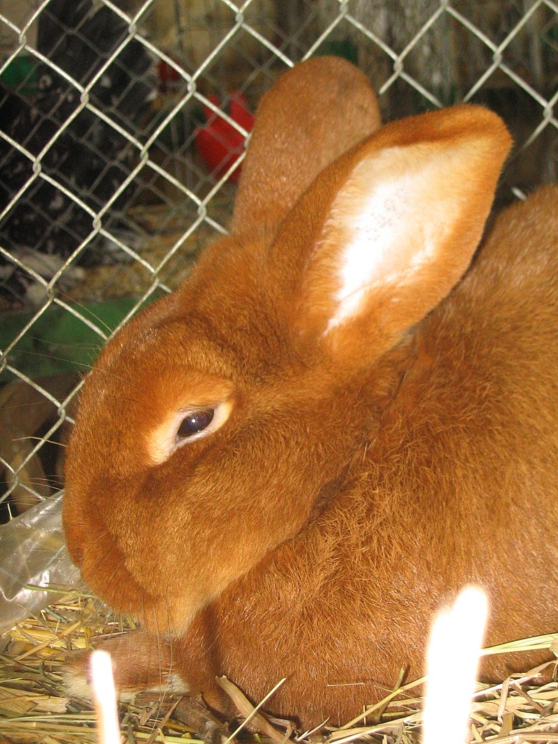 New Zealand rabbit - Wikipedia