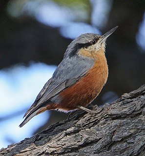 Kashmir nuthatch Species of bird