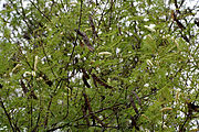 Khair (Acacia catechu) leaves & fruits at Hyderabad, AP W IMG 7263.jpg
