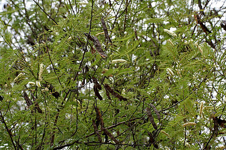 ไฟล์:Khair_(Acacia_catechu)_leaves_&_fruits_at_Hyderabad,_AP_W_IMG_7263.jpg